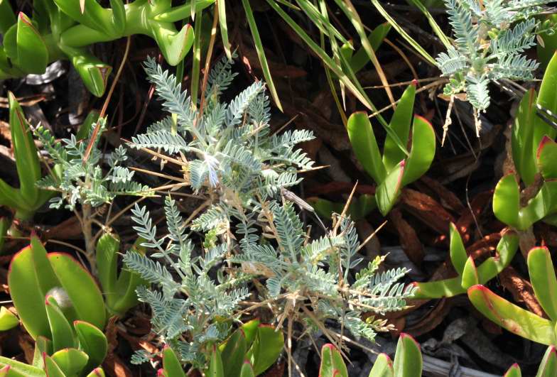 Astragalus terraccianoi / Astragalo di Terracciano